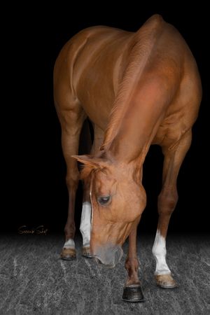 Chestnut colored horse with white socks bends down against dark background in artistic portrait photograph.