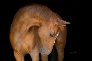 A chestnut horse bows its head gracefully against a dark background in an artistic studio portrait.