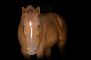 A close-up portrait of a chestnut brown horse against a dark background, highlighting its gentle facial features.