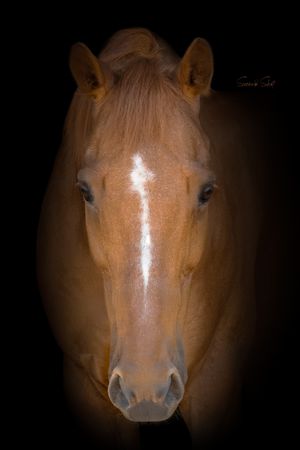 Portrait of a chestnut horse with white blaze marking on dark background showing direct frontal view of face.