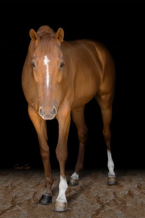 A chestnut horse with white socks stands against a dark background in a professional studio portrait.