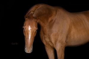 A chestnut horse with a long head stands against a black background in dramatic lighting.