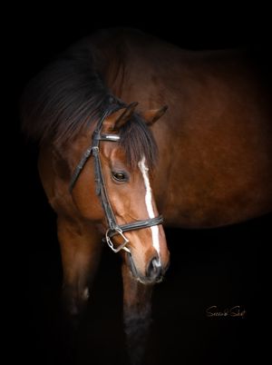 Portrait of a bay horse with black bridle against dark background showing detailed facial features and eye expression.