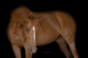 A chestnut colored horse standing against a dark background in a dramatic studio portrait.