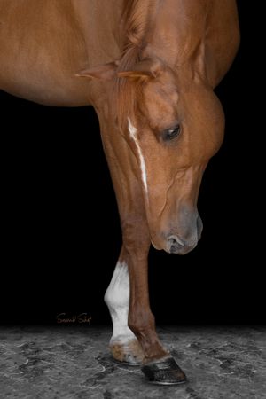 A close-up portrait of a chestnut horse's head and front leg against a black background.