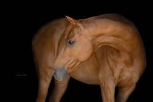 Beautiful chestnut horse with muscular build standing against a black background in dramatic studio lighting.