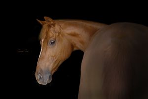 A chestnut colored horse with a striking profile poses against a dramatic black background.