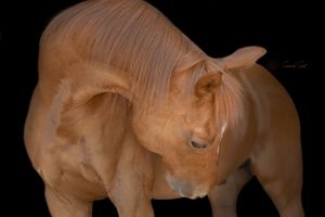 Side view of a muscular light brown horse with a lowered head against a dark background.