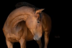A chestnut colored horse stands gracefully with its head bowed against a black background in a dramatic studio portrait.