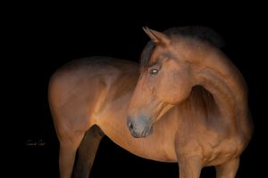 A majestic bay horse stands against a dark background with dramatic lighting highlighting its muscular form.