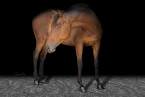 A chestnut-colored horse stands elegantly against a dark background, displaying its graceful profile and slender legs.