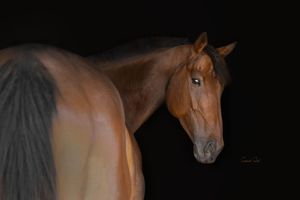 A chestnut horse in profile against a dark background showcases its elegant head and muscular neck.