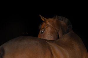 Close-up side view of a bay horse's muscular back and shoulder against a dark background.