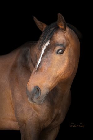 A collage of four close-up profile shots of a bay horse with a white facial marking against a black background.