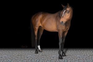 A chestnut brown horse stands in profile view against a dark background with textured pavement beneath its hooves.