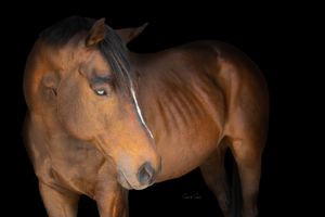 A brown horse stands in profile against a dark background showing its muscular form and gentle expression.