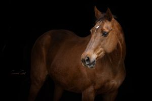 Beautiful chestnut horse with white markings photographed against a dramatic black background in elegant portrait style.