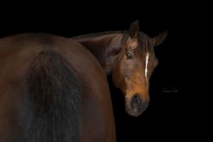 Two chestnut brown horses touch noses in an affectionate greeting while standing in a dark stable.