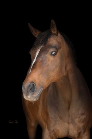 A close-up portrait of a bay horse with a striking white blaze marking against a black background.