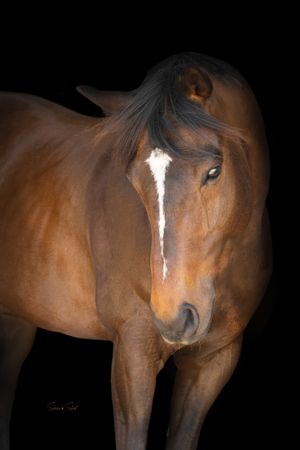 A majestic bay horse with a distinctive white blaze stands against a black background in an artistic portrait.