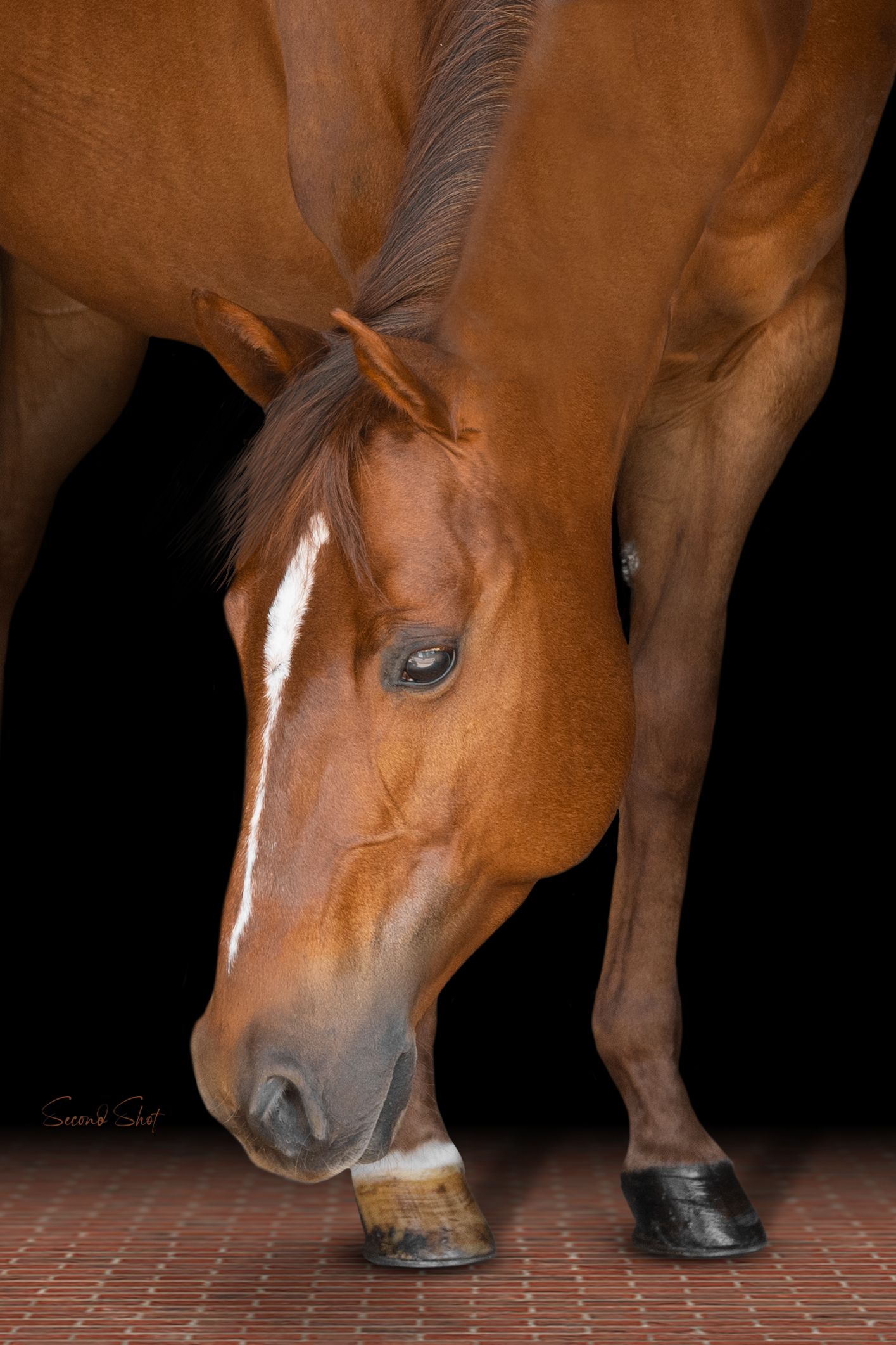 Close-up of a chestnut horse's head and hooves on brick pavers against a black background.