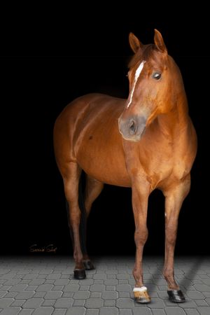 Beautiful chestnut horse with white marking on face standing against black background with dramatic lighting.