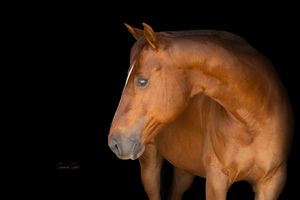 A chestnut colored horse with blue eyes photographed in profile against a black background.