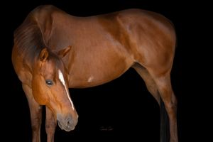 A chestnut brown horse with sleek coat stands in profile against a dark background.