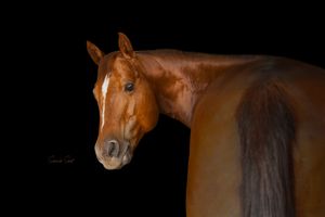 A chestnut colored horse's head and neck silhouetted against a dark backdrop in dramatic studio lighting.