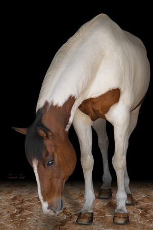 A brown and white paint horse with blue eyes bends down to inspect the ground against a dark background.