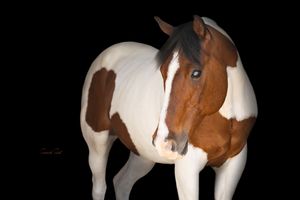 A brown and white pinto horse stands against a dark background in a studio-style portrait.