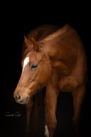 Beautiful chestnut horse with white markings stands against dark background in dramatic studio lighting portrait.