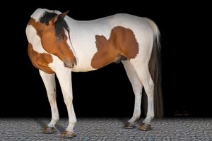 A paint horse with brown and white markings stands against a black background with textured flooring.