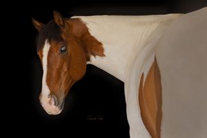 Portrait of a brown and white paint horse with blue eyes against a black background.