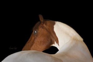 A series of brown and white horse portraits showing elegant equine profiles with dramatic lighting and black backgrounds.