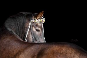 Dark brown horse wearing a floral crown against black background highlights its gentle eye and sleek coat.