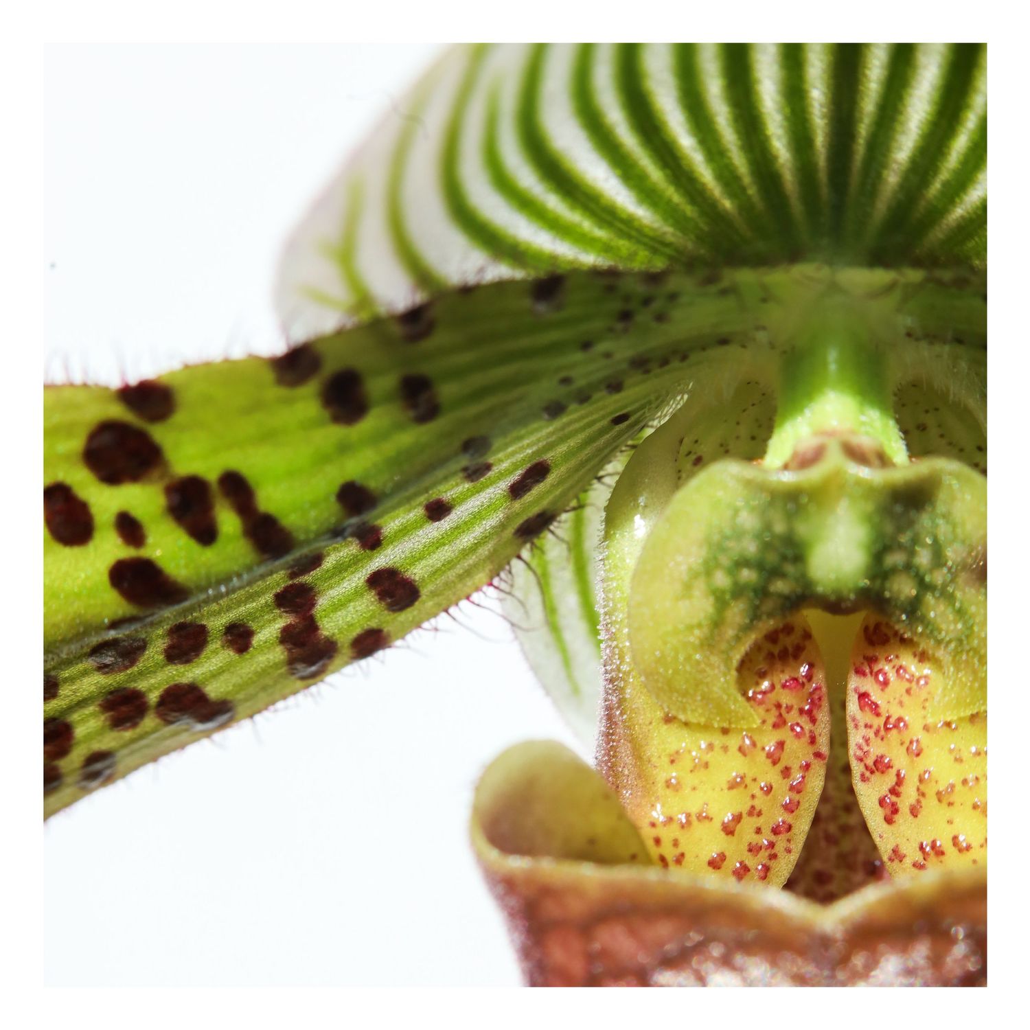 Picture of paphiopedilum venustum flower