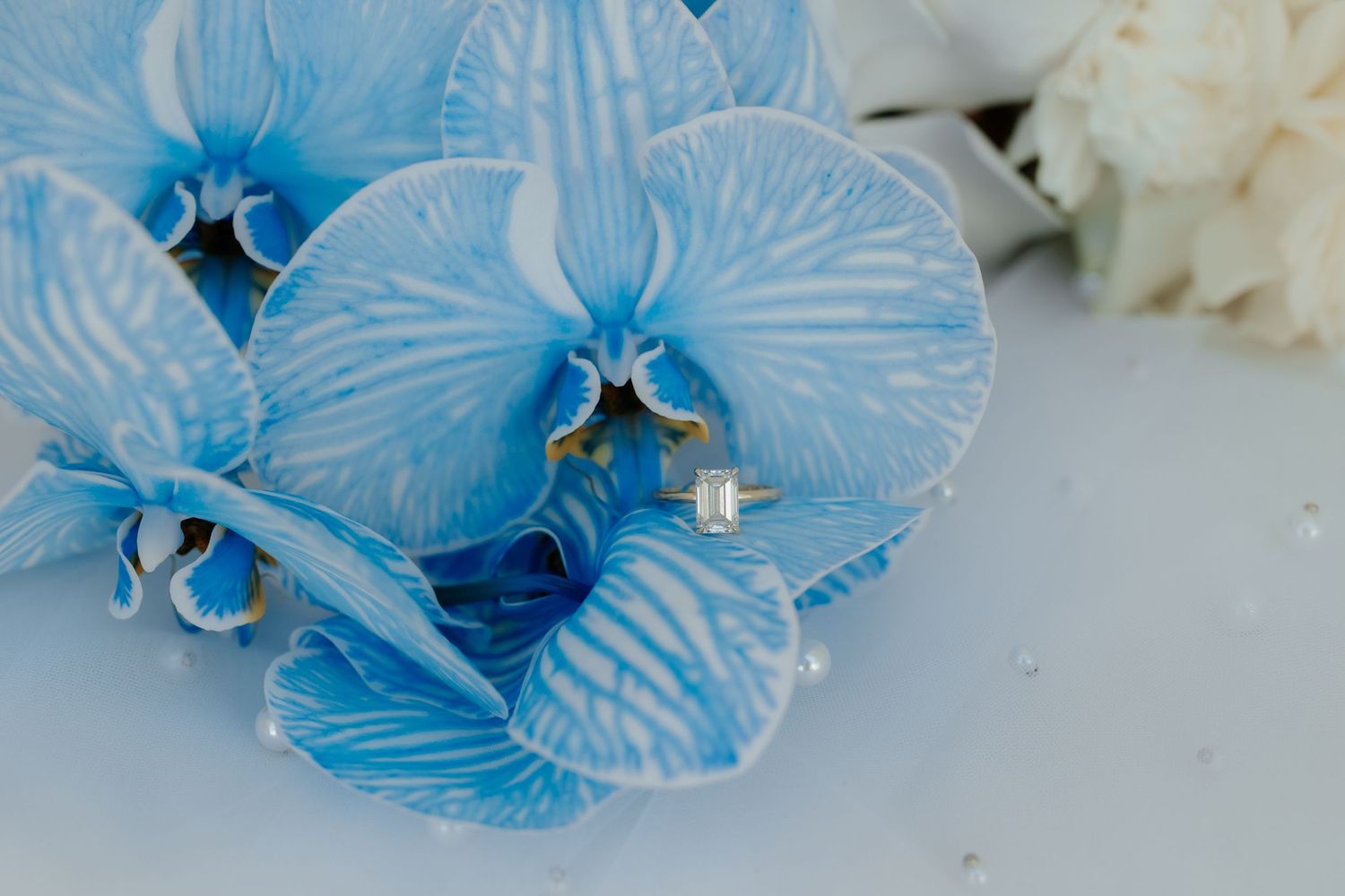 Close up of delicate blue orchids with white striped petals glowing against a light background.