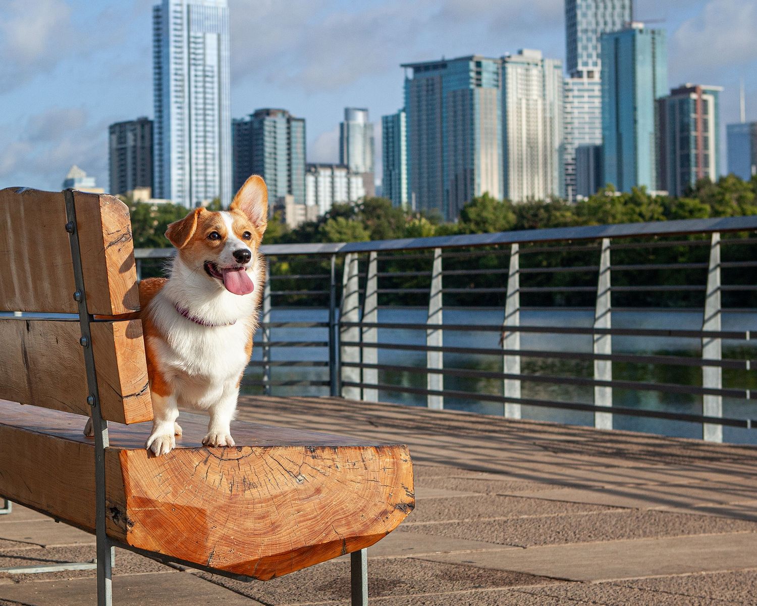 Small corgi dog sitting on wooden box against urban skyline backdrop with tall buildings and waterfront view.