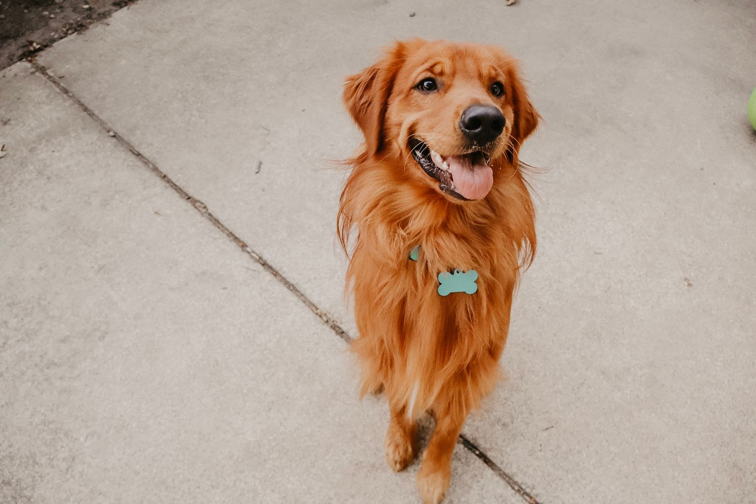 A red golden retriever