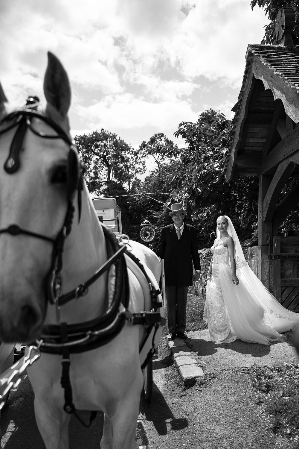 Horse in the wedding