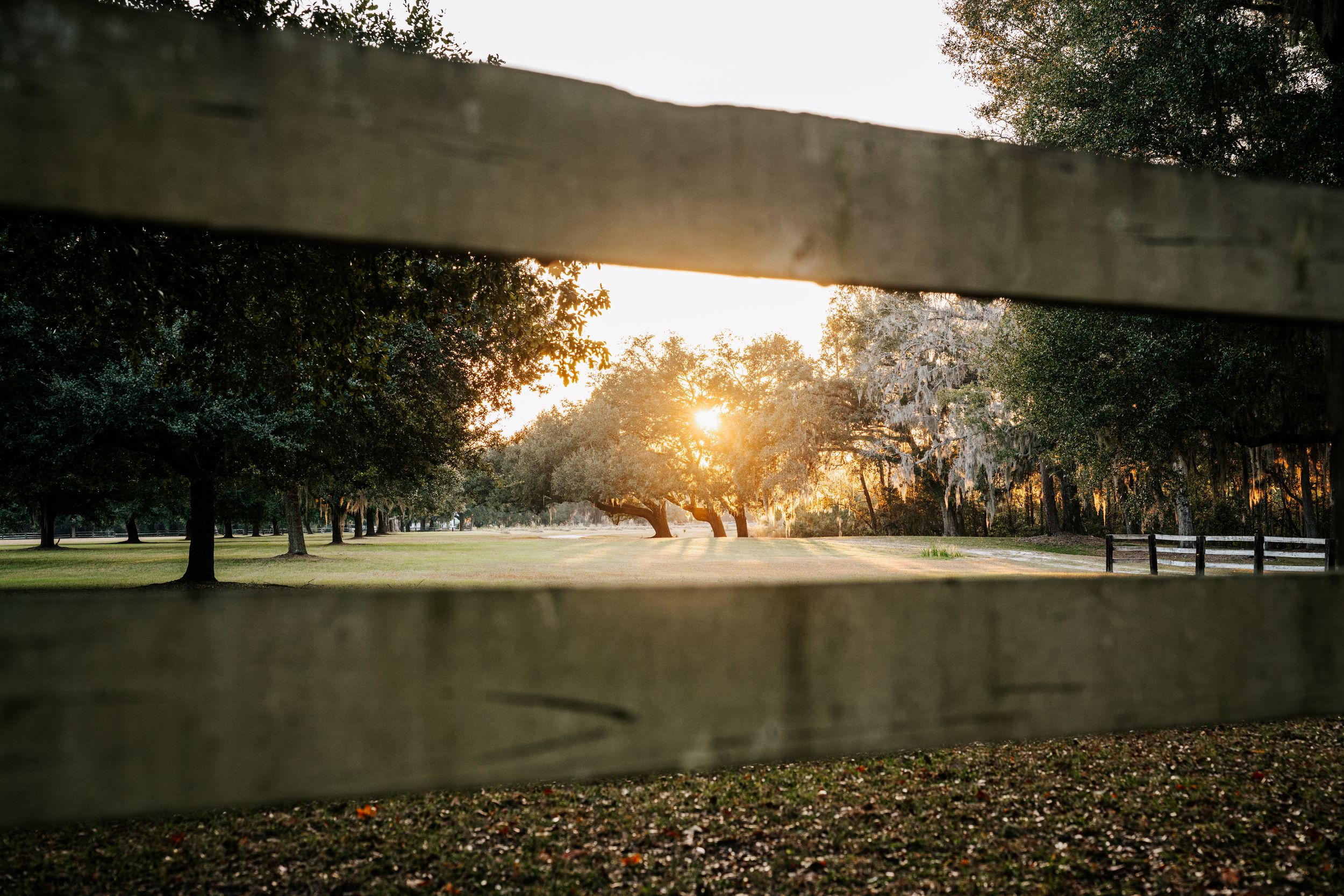 A scenic tree-lined dirt road with overhanging branches creates a natural tunnel through lush green countryside.