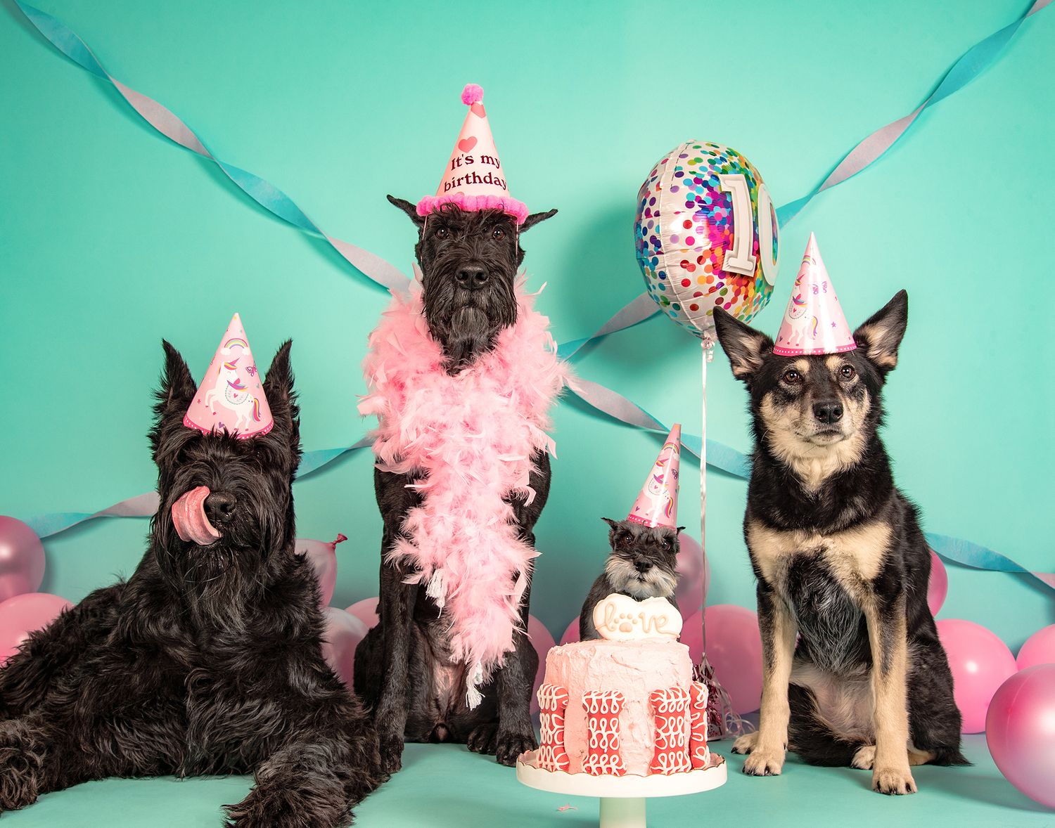 Red Deer Photographer, Dog Photographer Alberta, Studio Portrait, Birthday bash, 5 dogs sitting in front of a birthday cake.