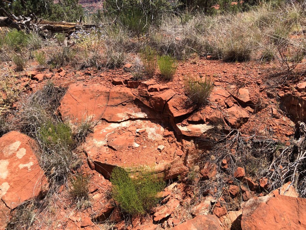 Trail winding through red rock terrain with scattered desert plants and brush.