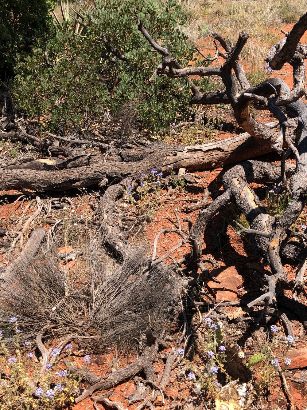 Twisted dead tree trunk and branches on red rocky soil with desert vegetation.