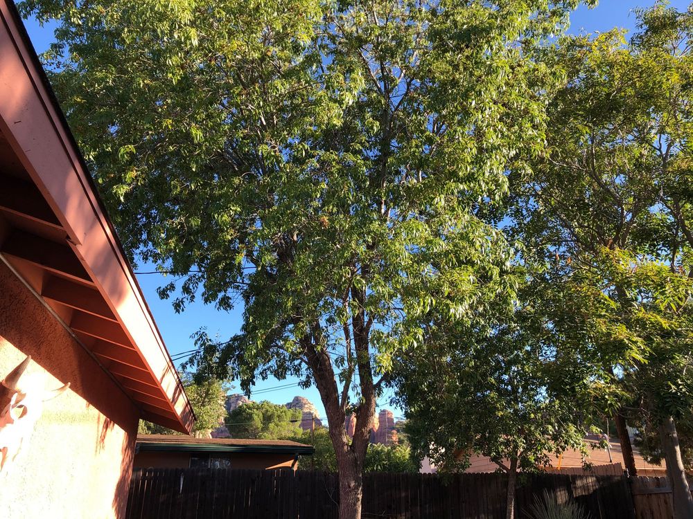 A tall green tree with leafy branches extends over a brown house roof against a bright blue sky.