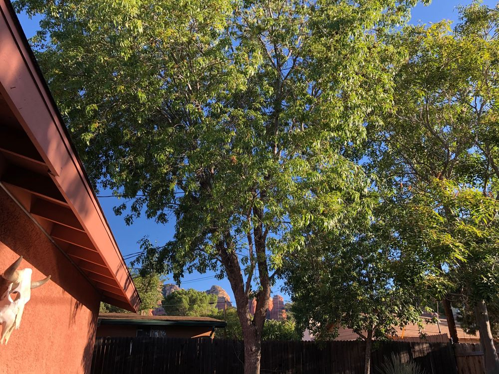 Adobe style buildings with terracotta roofs nestled among green trees against a bright blue sky.