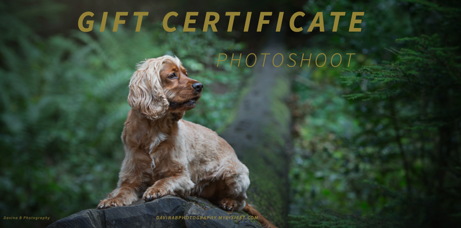 Natural dog photography outdoors in County Durham