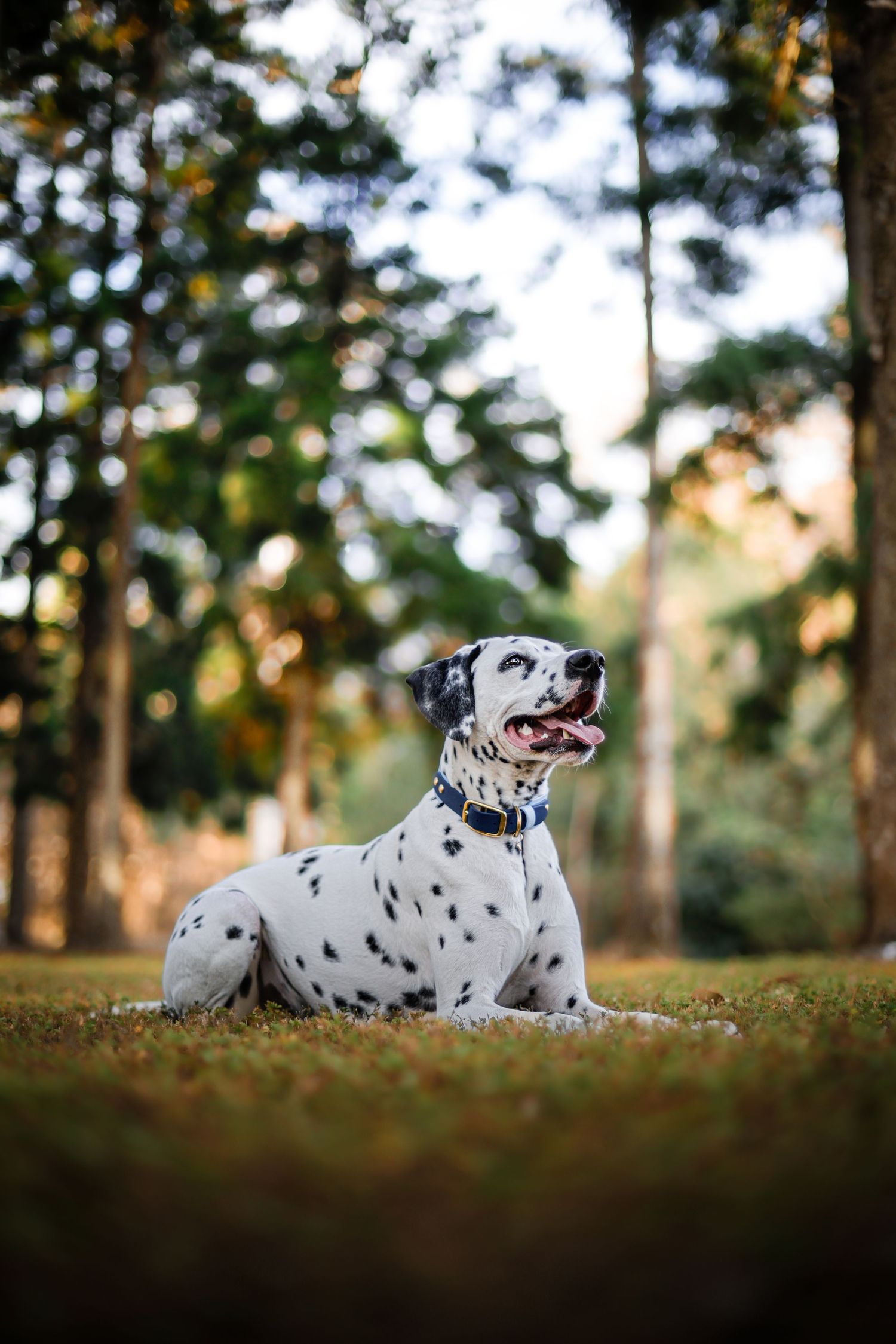 A Dalmatian dog lies peacefully on grass in a wooded area during golden hour, creating a serene outdoor portrait.