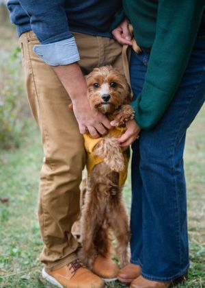 Small brown terrier dog being held and supported by two people in casual clothing outdoors.
